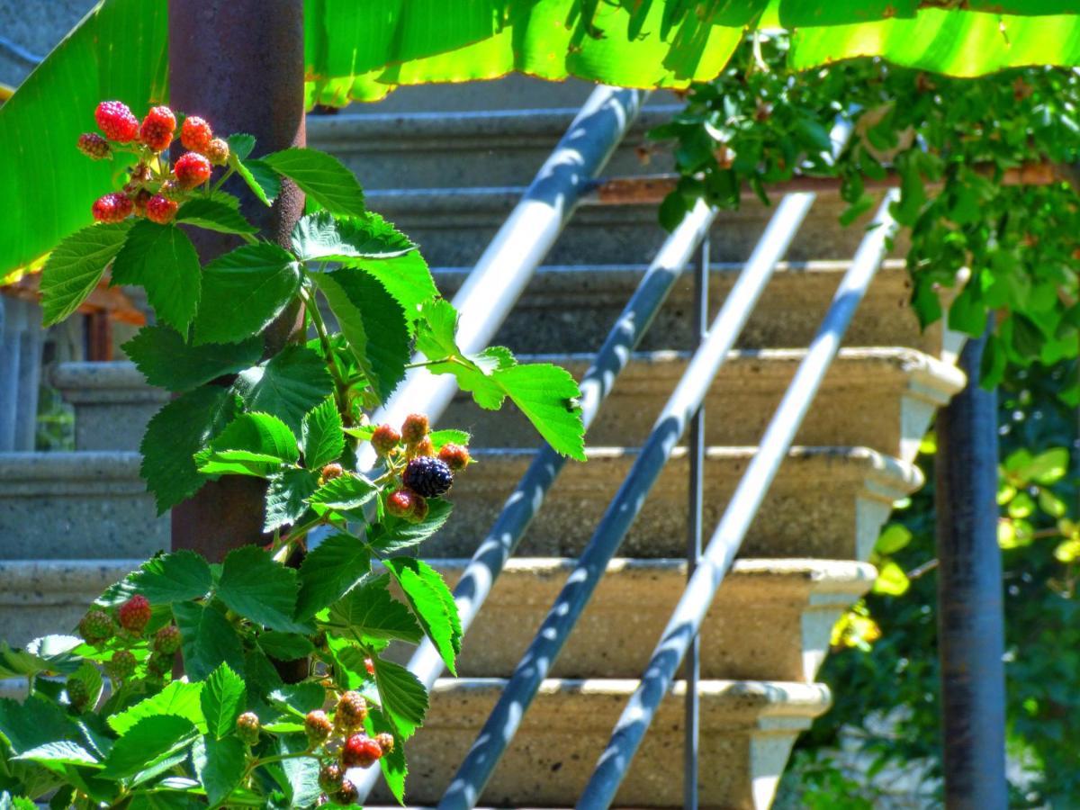 Veli Guest House • Საოჯახო Სასტუმრო Ველი Zemo Alvani Esterno foto